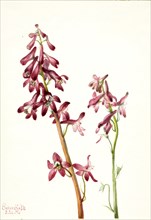 Red Larkspur (Delphinium nudicale), 1935.