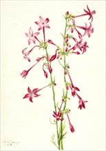 Scarlet Gilia (Gilia aggregata), 1935.