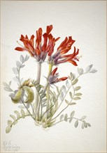 Scarlet Loco (Astragalus coccineus), 1935.