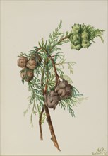 Monterey Cypress (Cupressus macrocarpa), 1936.