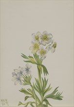 Anemone (Anemone zephyra), 1937.