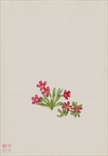 Primrose (Primula angustifolia), 1937.