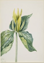 Wake-Robin (Trillium underwoodii), 1937.