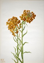 Wallflower (Erysimum wheeleri), 1937.