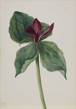 Whippoorwill Flower (Trillium H.), 1937.