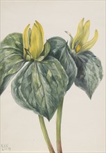 Whippoorwill Flower (Trillium hugeri), 1937.