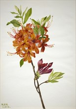 Flame Azalea (Rhododendron speciosum), 1938.