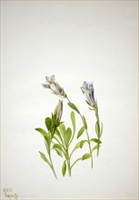 Gentian (Gentiana newberri), 1938.