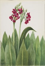 Primrose (Primula parryi), 1938.