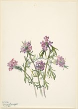 Vervain (Verbena wrightii), 1938.