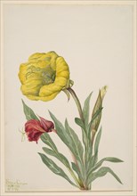Evening Primrose (Oenothera howardi), 1928-1931.