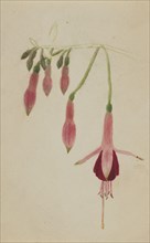 (Untitled--Flower Study), ca. 1872-1874.