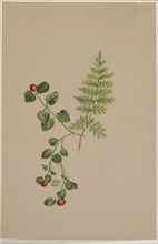 Partridgeberry (Mitchella repens), ca. 1883.