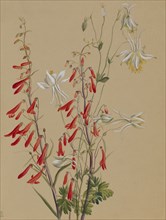 Untitled--Flower Study, ca. 1883-1900.
