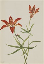 Lily (Lilium montanum), ca. 1900-1920.