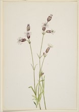 Silene multicaulis, ca. 1900-1920.