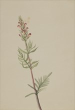 Pedicularis bracteosa, ca. 1917-1918.