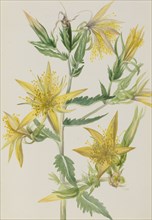 Blazing Star (Mentzelia laevicaulis), ca. 1930s.