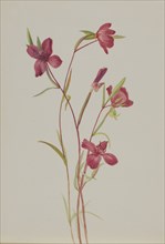 Farewell to Spring (Godetia amoena lilja), ca. 1930s.