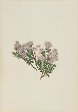 Sand Myrtle (Leiophyllum lyoni), ca. 1930s.