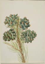 Single-Leaf Pine (Pinus monophylla), ca. 1930s.