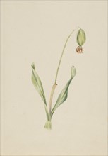(Untitled) (Plant Study), ca. early 1930s.