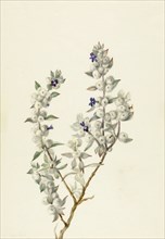 Death Valley Sage (Salvia funerea), ca. early 1930s.