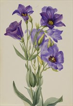 Eustoma russelianum, ca. early 1930s.