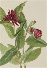 Spicebush (Calycanthus occidentalis), early 1930s.