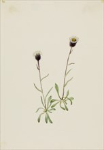 Aleutian Fleabane (Erigeron unalaschensis), n.d.