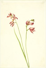 Grass-pink Orchid (Limodorum tuberosum), n.d.
