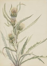 White Thistle (Cirsium hookeranum), n.d.