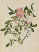 Wild Rose and Blue-eyed Grass (Rosa species and Sisyrinchium species), n.d.