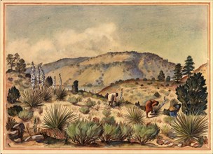 Women Gathering Yucca Plants, 20th century.