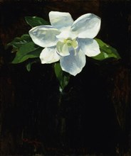 Magnolia, 1895.