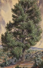 Pine Tree, n.d.