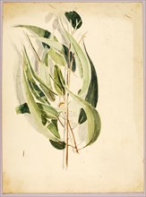 Plant Study, late 19th-early 20th century.