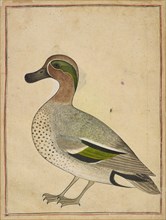 A Green-winged Teal, ca. 1730.