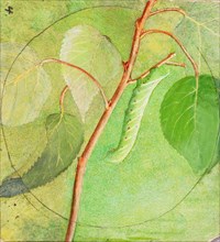 Sphinx Caterpillar, study for book Concealing Coloration in the Animal Kingdom, n.d.