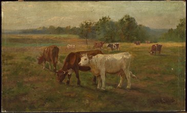 Cows, n.d.