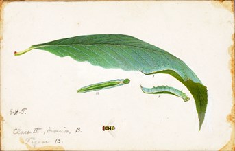 Unspotted Beach Leaf Edge Caterpillar, study for book Concealing Coloration in the Animal Kingdom, late 19th-early 20th century.