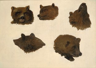 Portraits of Two Grizzly Bears, From Life, 1839-1840.