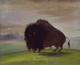 Wounded Buffalo, Strewing His Blood over the Prairies, 1832-1833.