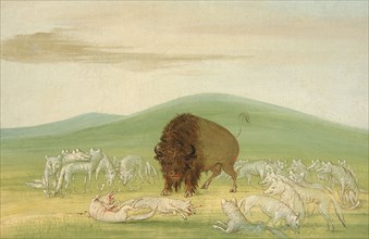 Wounded Buffalo Bull Surrounded by White Wolves, 1832-1833.