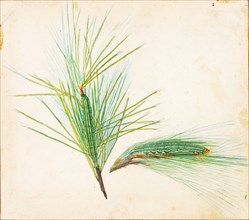 Pine-Tuft Caterpillar, study for book Concealing Coloration in the Animal Kingdom, early 20th century.