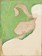 Oak Leaf Edge Caterpillar, study for book Concealing Coloration in the Animal Kingdom, early 20th century.