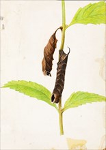 Curled Dead Leaf Mimicking Sphinx Caterpillar, study for book Concealing Coloration in the Animal Kingdom, early 20th century.
