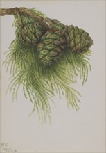 Sequoia (Sequoia gigantea), 1896.