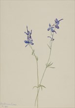 Blue Larkspur (Delphinium nuttallianum), 1905.