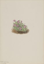 Carpet Pink (Silene acaulis), 1905.